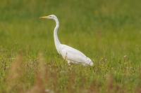 directory_images/Wirbeltiere Spreewald/04b Voegel 2 Racken-Zaunkoenige/Reiher/Silberreiher-1c_Ardea alba.jpg